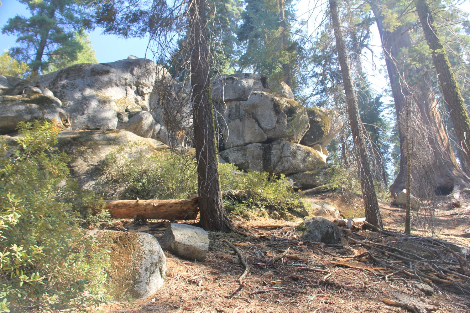 Grant Tree Trail, Boundary Trail and North Grove Trail 